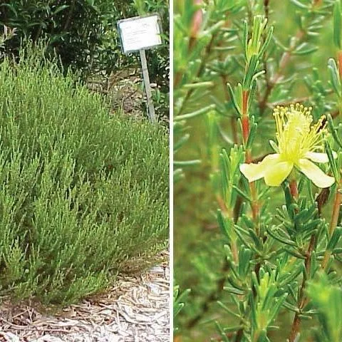 thumbnail for publication: Atlantic St. John's Wort, Hypericum tenuifolium Synonym: Hypericum reductum